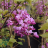 Cercis chinensis ‘Avondale’