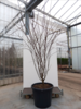 Cercis can. ‘Royal White’,
