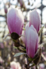 Magnolia soul. ‘Superba’,