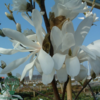 Magnolia stellata,