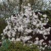 Magnolia stellata,