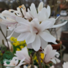 Magnolia stellata,