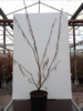 Stachyurus praecox,