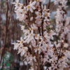 Abeliophyllum distichum
