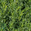 Artemisia dracunculus (fransk), Bynke/Fransk Estragon