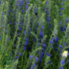 Hyssopus officinalis, Isop