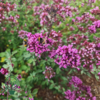 Origanum vulgare, Oregano
