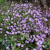 Saponaria ocymoides, Lav sæbeurt