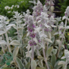 Stachys byzantina, Lammeøre