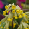 Primula veris, Hulkravet kodriver