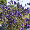 Aconitum henryi 'Spark' Stormhat, Venusvogn