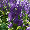 Aconitum henryi 'Spark' Stormhat, Venusvogn