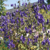 Aconitum henryi 'Spark' Stormhat, Venusvogn