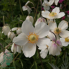 Anemone sylvestris, sommeranemone