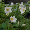 Anemone sylvestris, sommeranemone
