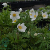 Anemone sylvestris, sommeranemone