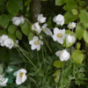 Anemone sylvestris, sommeranemone