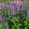 Agastache hybrid 'Blue Fortune', Anisisop