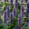 Agastache hybrid 'Blue Fortune', Anisisop