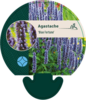 Agastache hybrid 'Blue Fortune', Anisisop