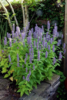 Agastache hybrid 'Blue Fortune', Anisisop