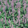 Agastache hybrid 'Blue Fortune', Anisisop