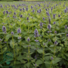Agastache hybrid 'Blue Fortune', Anisisop