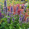 Agastache hybrid 'Blue Fortune', Anisisop