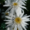 Leucanthemum superbum 'Wirral Supreme',Margerit