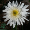 Leucanthemum superbum 'Wirral Supreme',Margerit