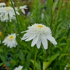 Leucanthemum superbum 'Wirral Supreme',Margerit