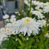 Leucanthemum superbum 'Wirral Supreme',Margerit