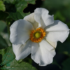 Anemone japonica-hybrid 'Honorine Jobert' Dafo® , Anemone C2,0