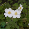 Anemone japonica-hybrid 'Honorine Jobert' Dafo® , Anemone C2,0
