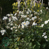 Anemone japonica-hybrid 'Honorine Jobert' Dafo® , Anemone C5,0