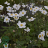 Anemone japonica-hybrid 'Honorine Jobert' Dafo® , Anemone C5,0