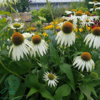 Echinacea purpurea 'White Swan', Solhat