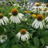 Echinacea purpurea 'White Swan', Solhat