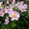 Anemone japonica-hybrid 'Königin Charlotte' Dafo® ,Anemone C2,0
