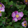 Anemone japonica-hybrid 'Splendens', Høstanemone C2,0