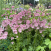 Astrantia major 'Roma'®, Stjerneskærm 1 ltr.