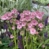 Astrantia major 'Roma'®, Stjerneskærm 1 ltr.