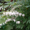 Dicentra spectabilis 'Alba', Hjerteblomst C2,0
