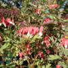 Dicentra spectabilis 'Valentine'®, Hjerteblomst C2,0