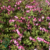 Dicentra spectabilis, Hjerteblomst C2,0