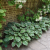 Hosta fortunei 'Francee', Funkia C0,8