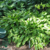 Hosta hybrid 'So Sweet' duft, Funkia C0,8