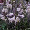 Hosta hybrid 'So Sweet' duft, Funkia C0,8