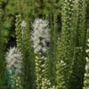 Liatris spicata 'Floristan Weiss', Pragtskær C2,0