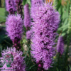 Liatris spicata, Pragtskær C2,0